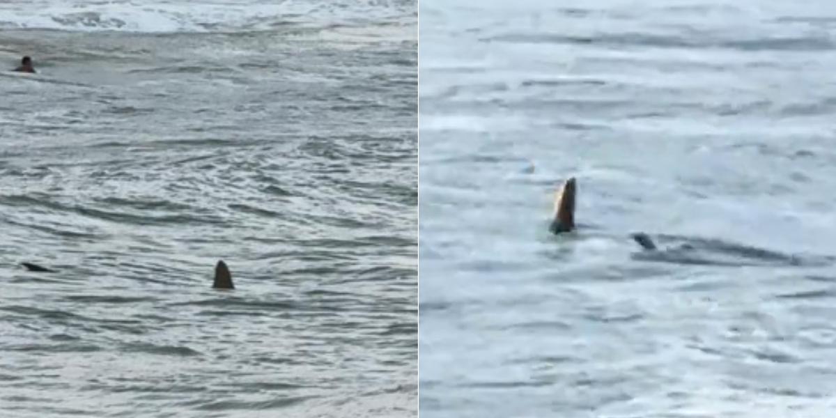 Biólogo aponta tubarão-martelo como possível espécie que esteve em praia de Guarujá