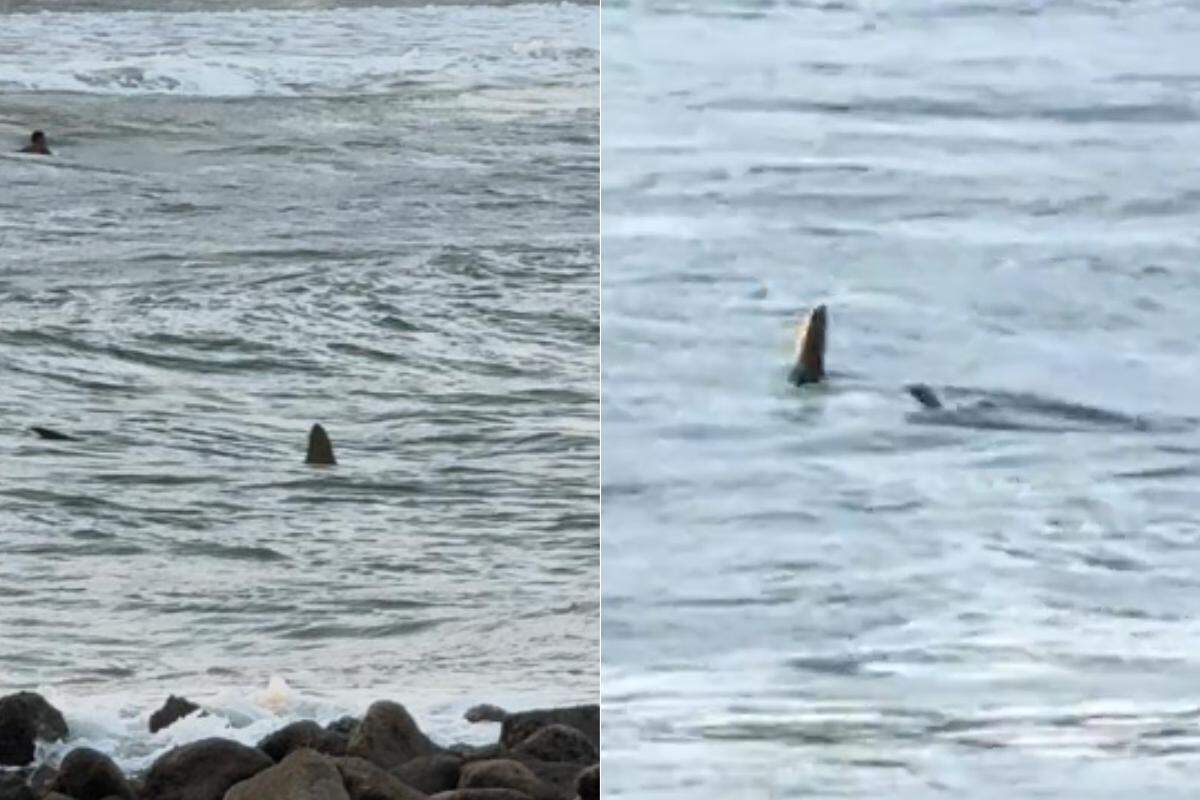 Biólogo aponta tubarão-martelo como possível espécie que esteve em praia de Guarujá