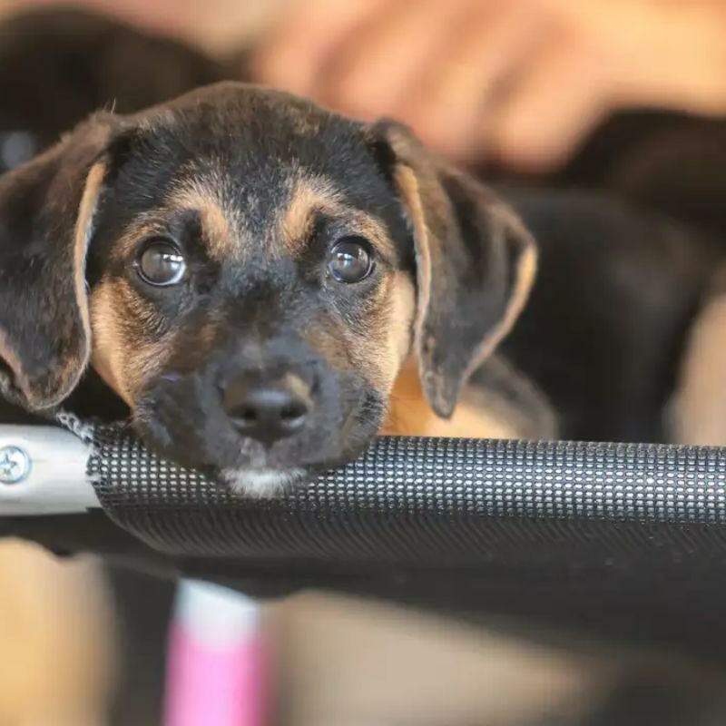 Governo abre consulta pública sobre genéricos e similares veterinários