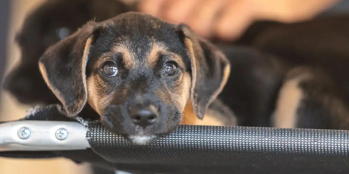 Governo abre consulta pública sobre genéricos e similares veterinários