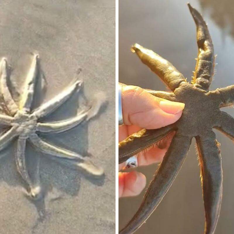 A espécie, identificada como Luidia senegalensis, é considerada vulnerável à extinção