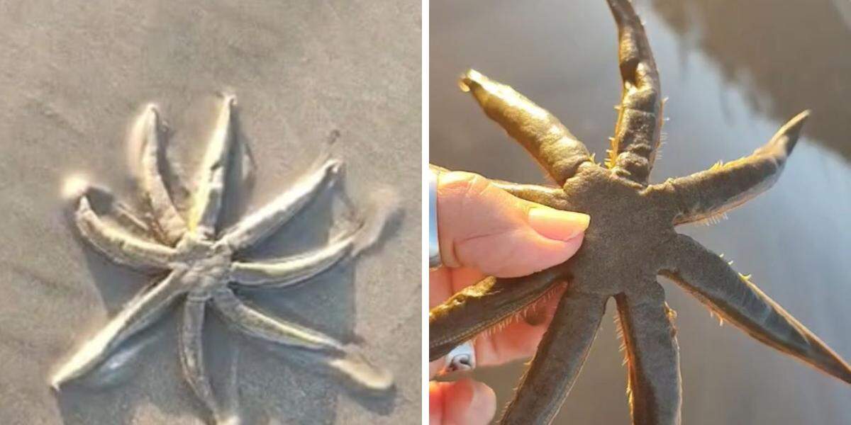 A espécie, identificada como Luidia senegalensis, é considerada vulnerável à extinção