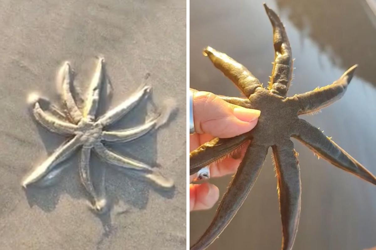 A espécie, identificada como Luidia senegalensis, é considerada vulnerável à extinção