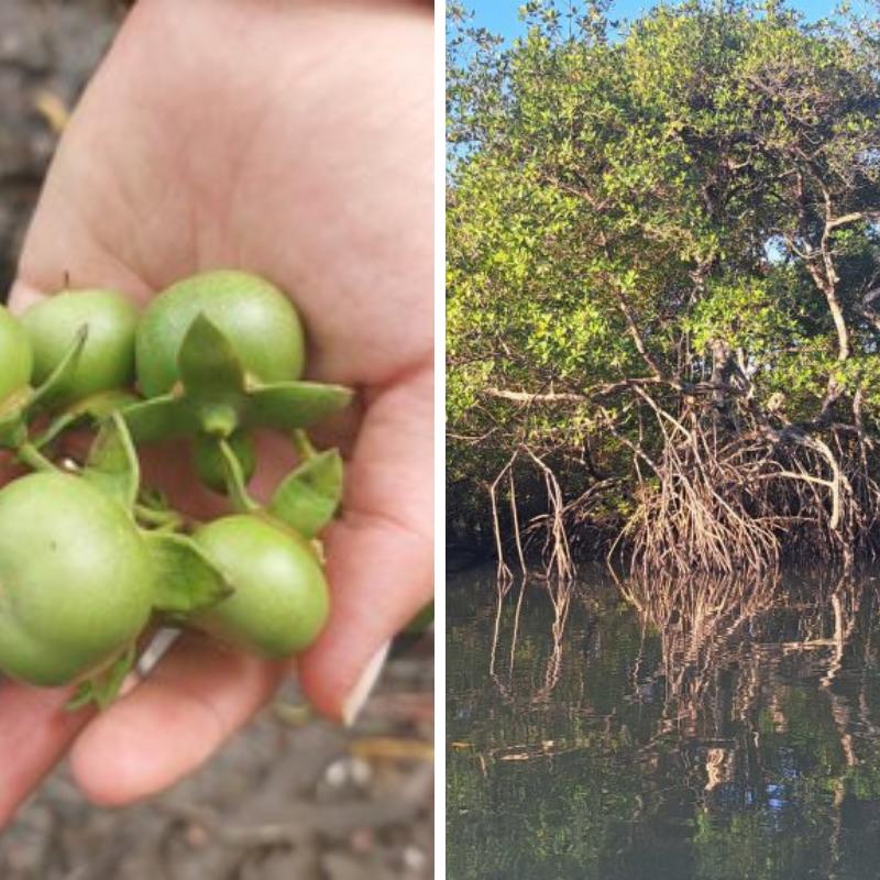 O mangue-maçã foi recentemente registrado no Brasil e sua erradicação ainda é possível