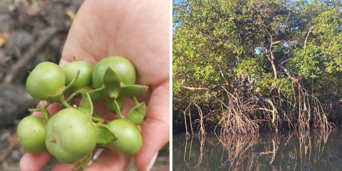 O mangue-maçã foi recentemente registrado no Brasil e sua erradicação ainda é possível