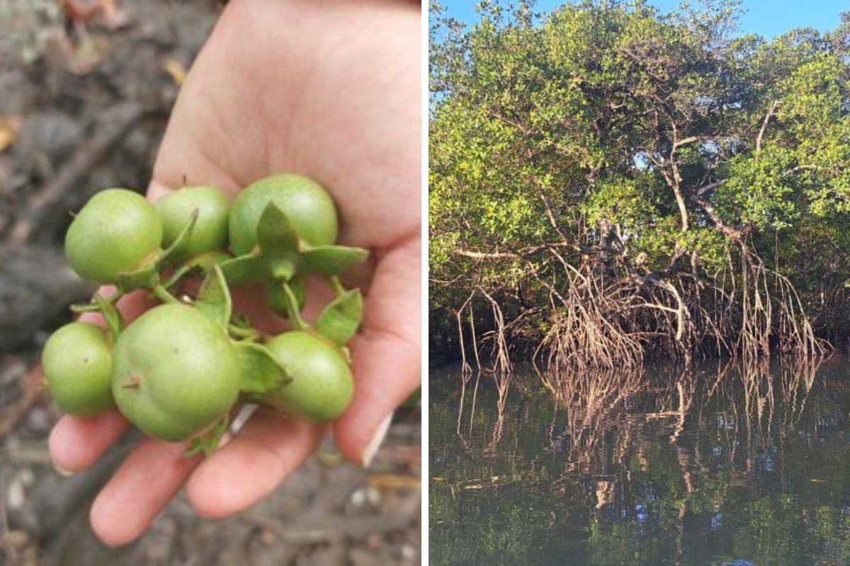 O mangue-maçã foi recentemente registrado no Brasil e sua erradicação ainda é possível