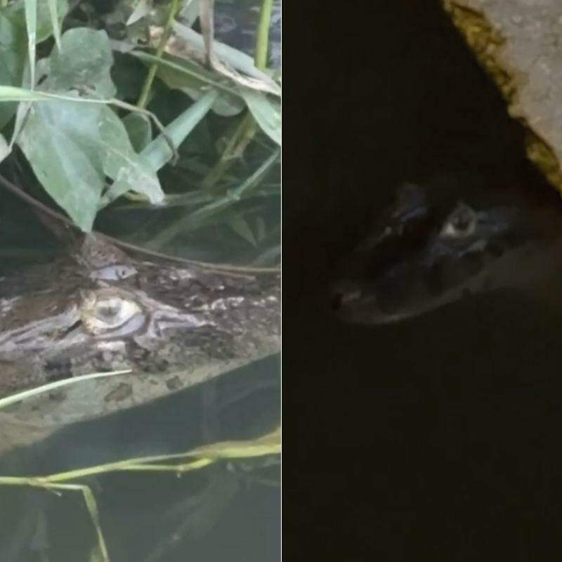 Jacaré já foi visto diversas vezes por moradores e causa medo em São Vicente