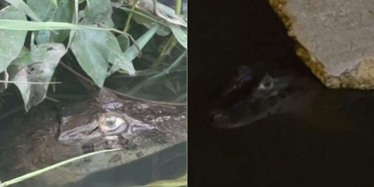 Jacaré já foi visto diversas vezes por moradores e causa medo em São Vicente