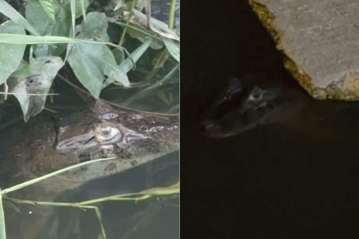 Jacaré já foi visto diversas vezes por moradores e causa medo em São Vicente