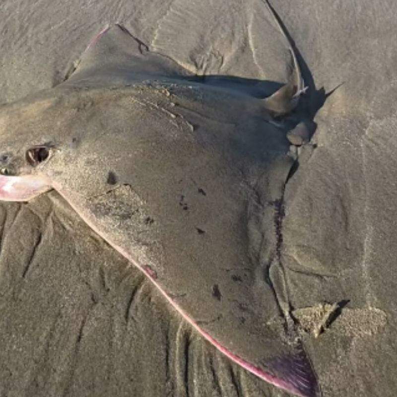 Espécie é comum no litoral brasileiro