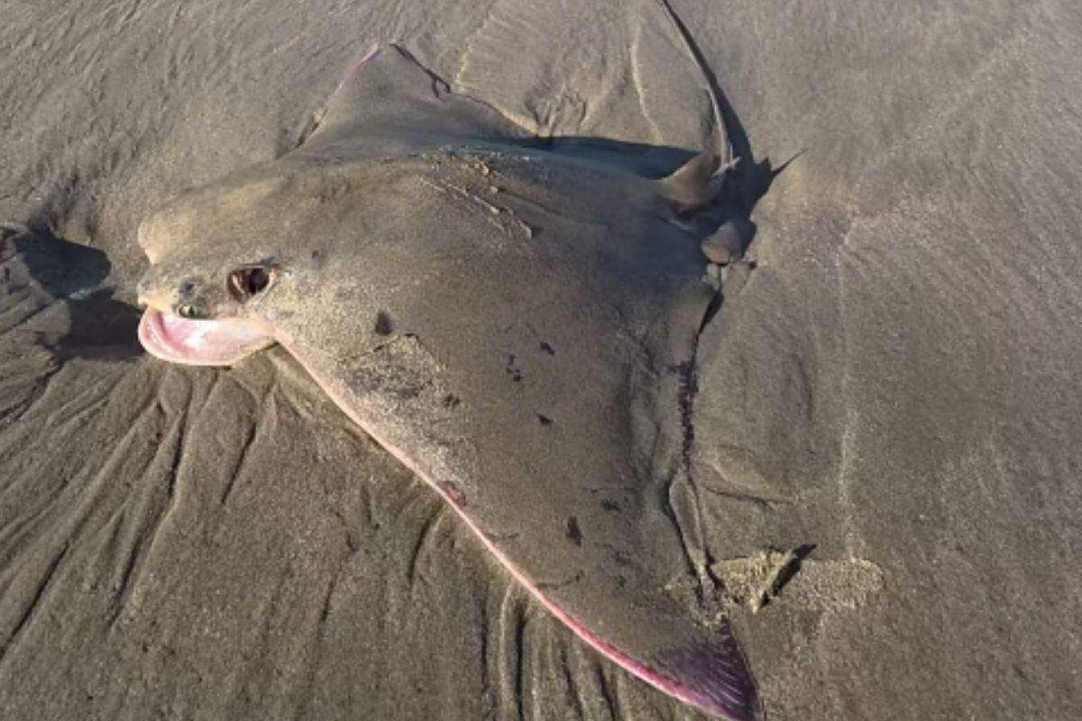 Espécie é comum no litoral brasileiro