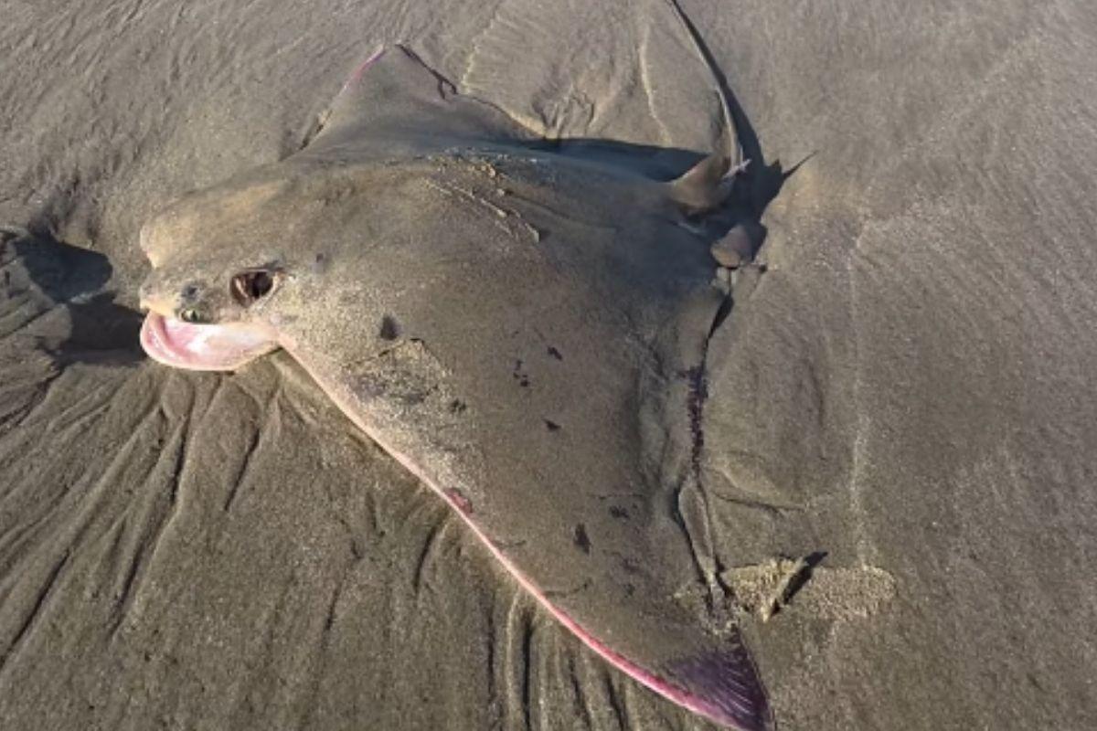 Espécie é comum no litoral brasileiro