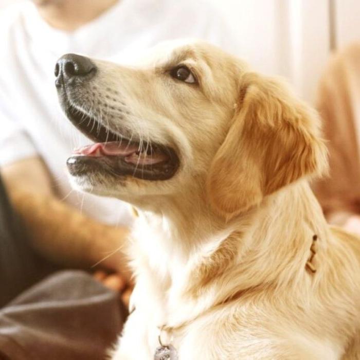 Independentemente da guarda, casos de maus-tratos a animais seguem sendo enquadrados como crime ambiental, com punições previstas em lei