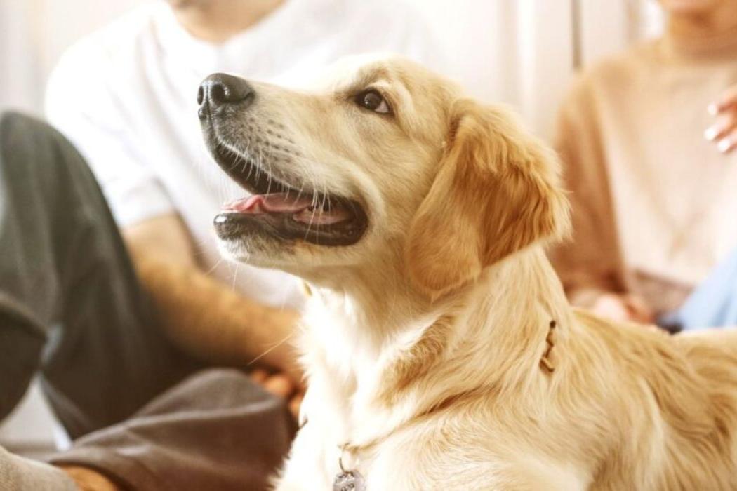 Independentemente da guarda, casos de maus-tratos a animais seguem sendo enquadrados como crime ambiental, com punições previstas em lei