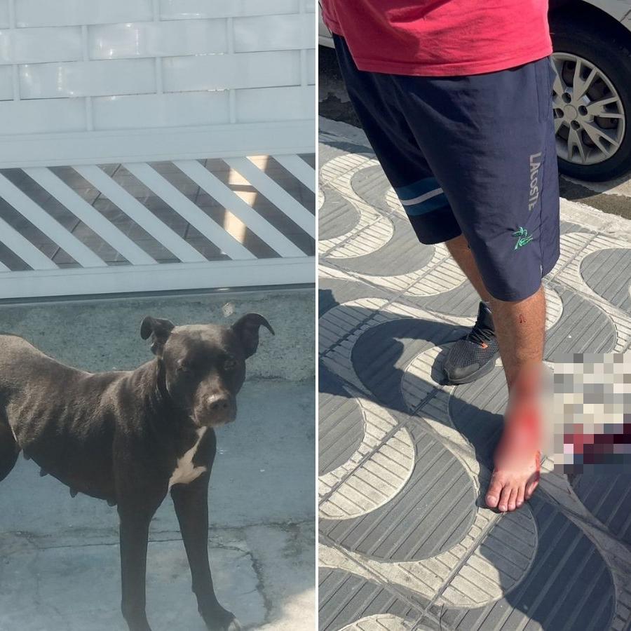Pitbull atacou e feriu pedestres, ciclistas e motociclistas na Vila Tupi, em Praia Grande