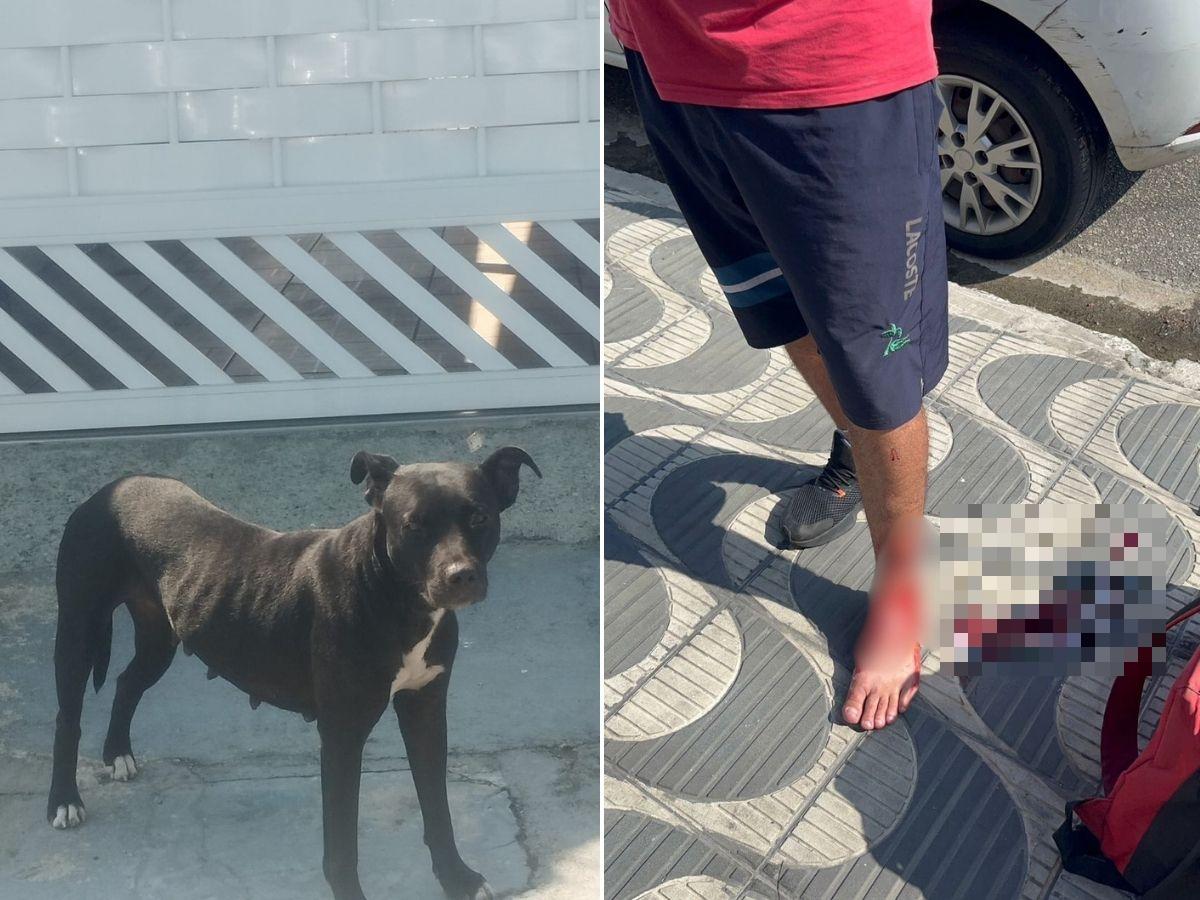 Pitbull atacou e feriu pedestres, ciclistas e motociclistas na Vila Tupi, em Praia Grande