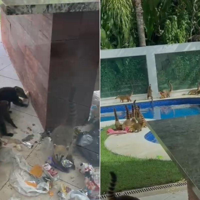 Cerca de 30 animais foram encontrados em vários locais dentro da casa