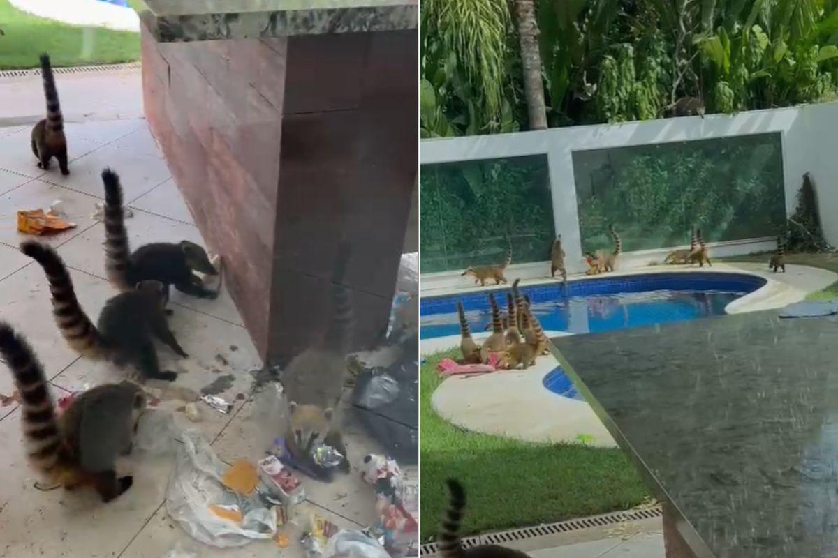 Cerca de 30 animais foram encontrados em vários locais dentro da casa