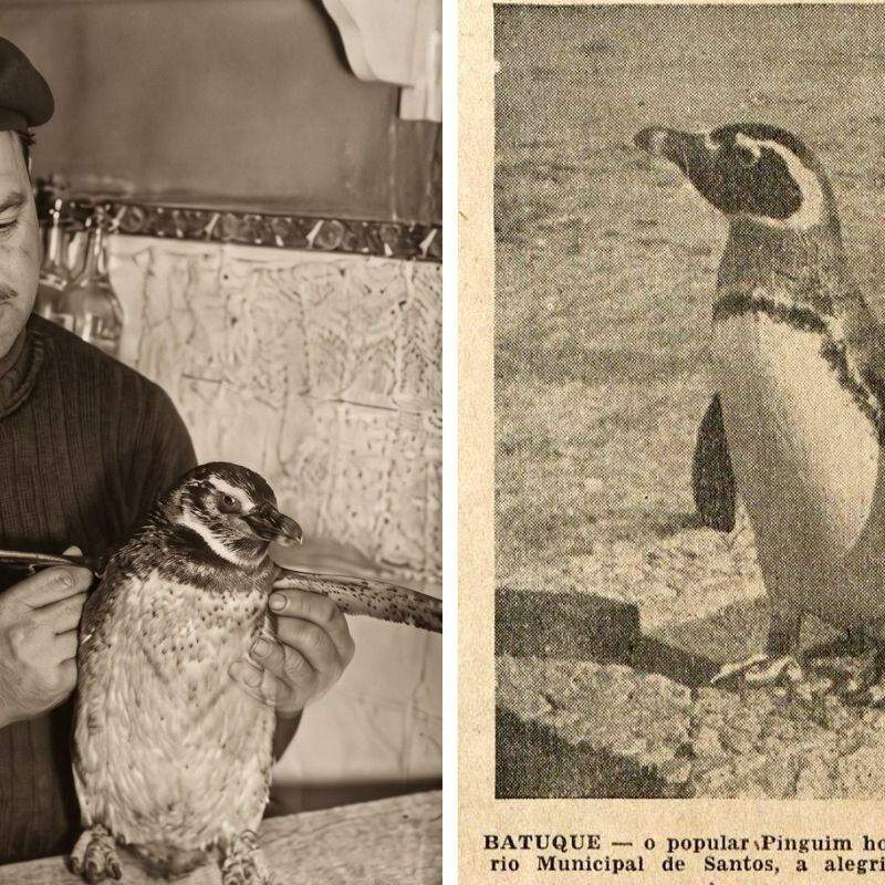 O motorista Antônio Rodrigues com o pinguim que encontrou em Mongaguá, em julho de 1948, e Batuque (foto ao lado), morador ilustre do Aquário Municipal, em imagem de época que registra a fama conquistada