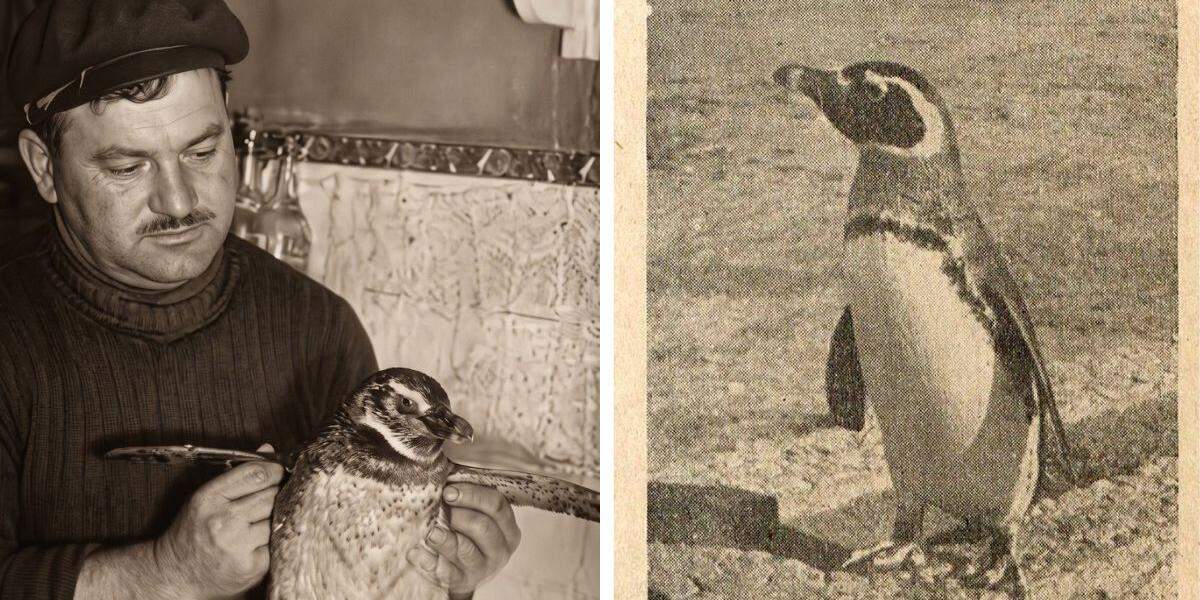 O motorista Antônio Rodrigues com o pinguim que encontrou em Mongaguá, em julho de 1948, e Batuque (foto ao lado), morador ilustre do Aquário Municipal, em imagem de época que registra a fama conquistada