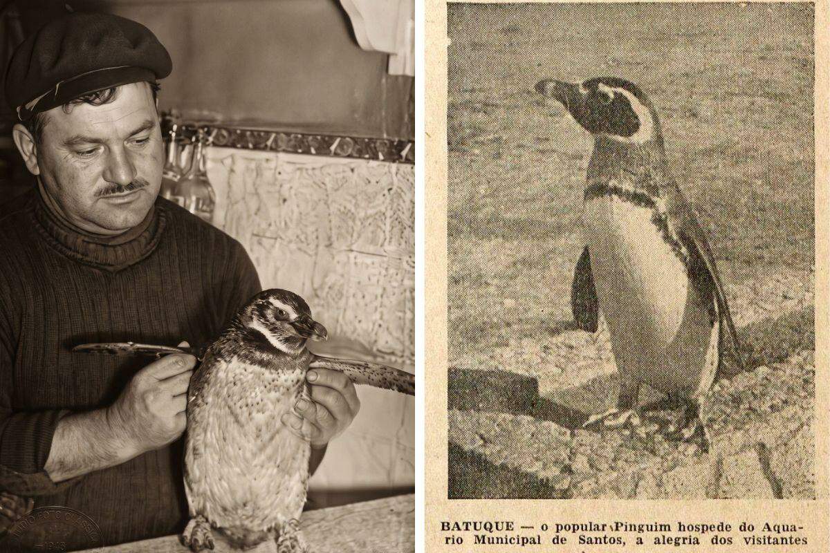 O motorista Antônio Rodrigues com o pinguim que encontrou em Mongaguá, em julho de 1948, e Batuque (foto ao lado), morador ilustre do Aquário Municipal, em imagem de época que registra a fama conquistada