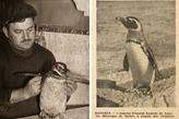 O motorista Antônio Rodrigues com o pinguim que encontrou em Mongaguá, em julho de 1948, e Batuque (foto ao lado), morador ilustre do Aquário Municipal, em imagem de época que registra a fama conquistada