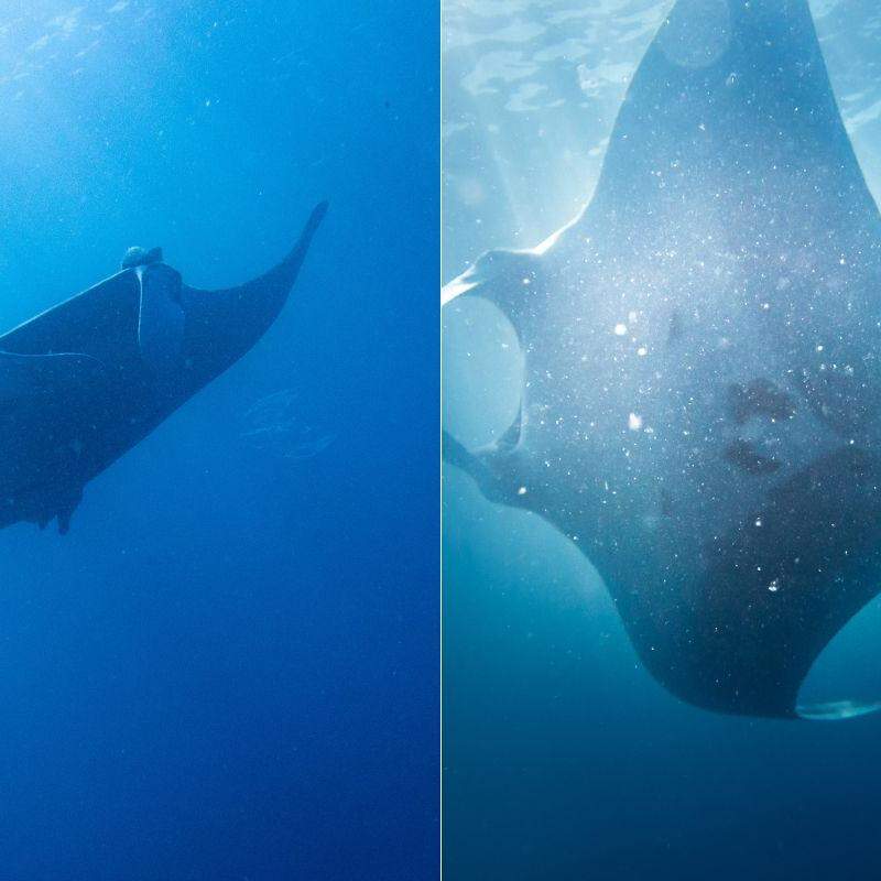 A raia-manta, considerada a maior espécie do mundo, foi vista no litoral de São Paulo