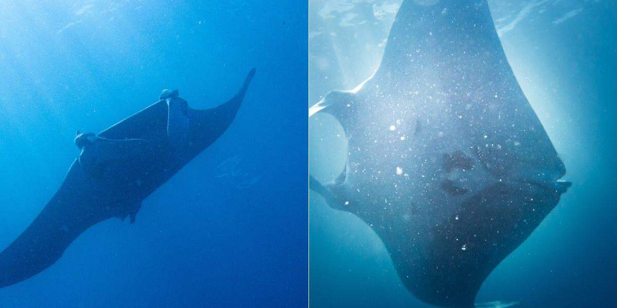 A raia-manta, considerada a maior espécie do mundo, foi vista no litoral de São Paulo