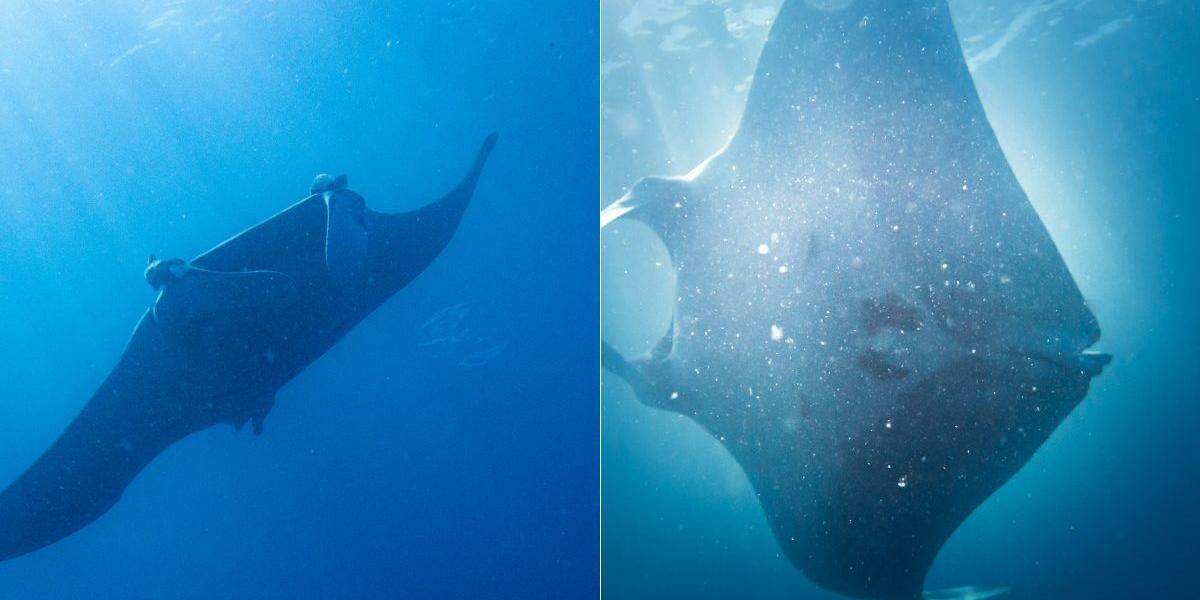 A raia-manta, considerada a maior espécie do mundo, foi vista no litoral de São Paulo