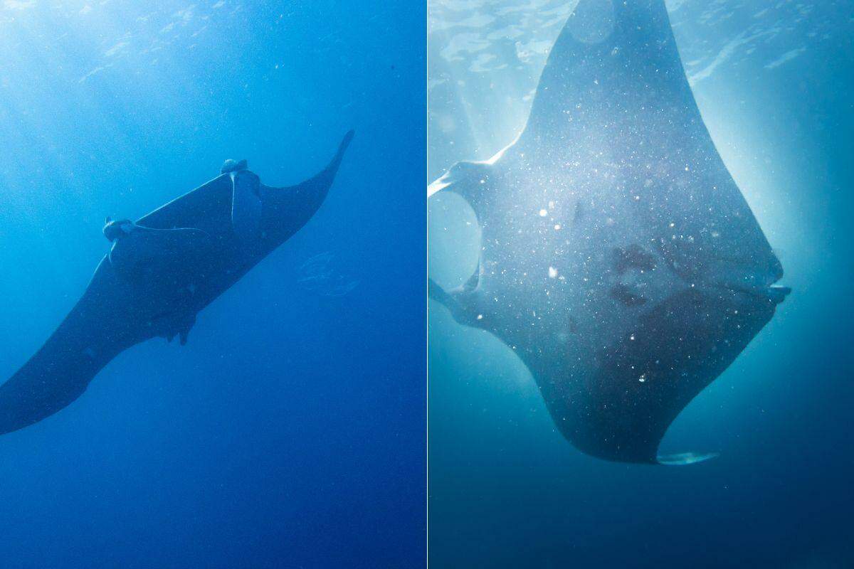 A raia-manta, considerada a maior espécie do mundo, foi vista no litoral de São Paulo