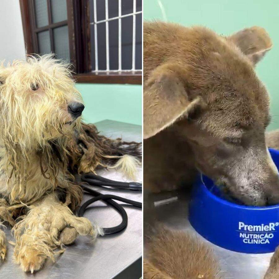 Animais foram resgatados e receberam cuidados médicos