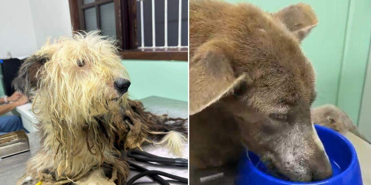 Animais foram resgatados e receberam cuidados médicos