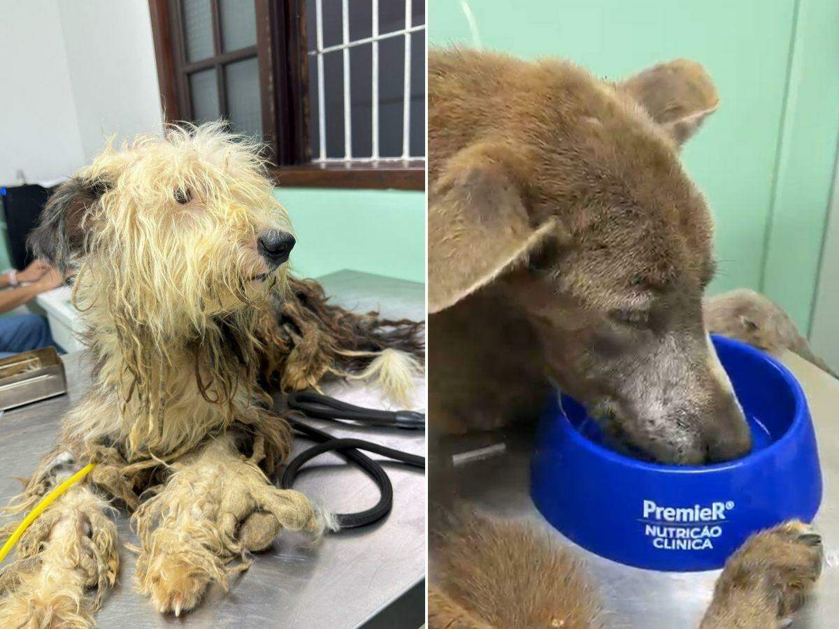 Animais foram resgatados e receberam cuidados médicos