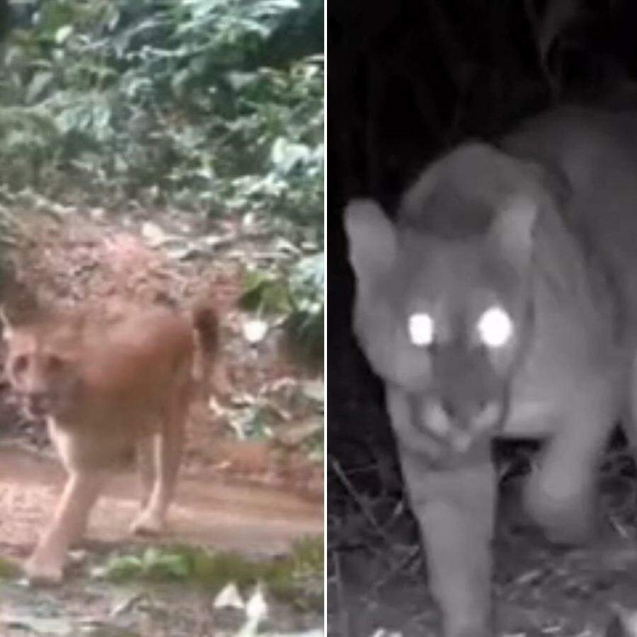 A onça-parda é o segundo maior felino da América do Sul