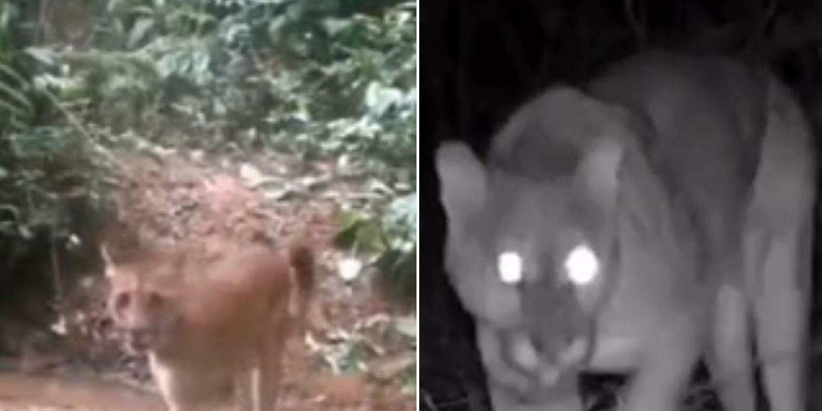 A onça-parda é o segundo maior felino da América do Sul