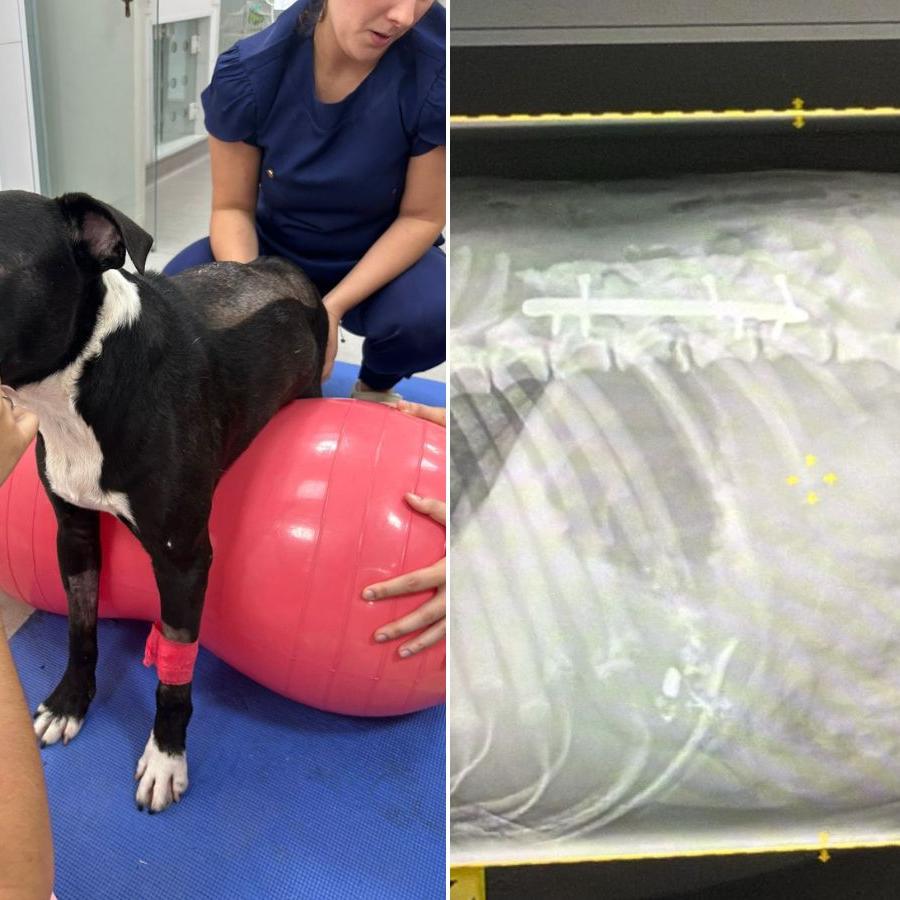 Animal precisou passar por cirurgia de emergência