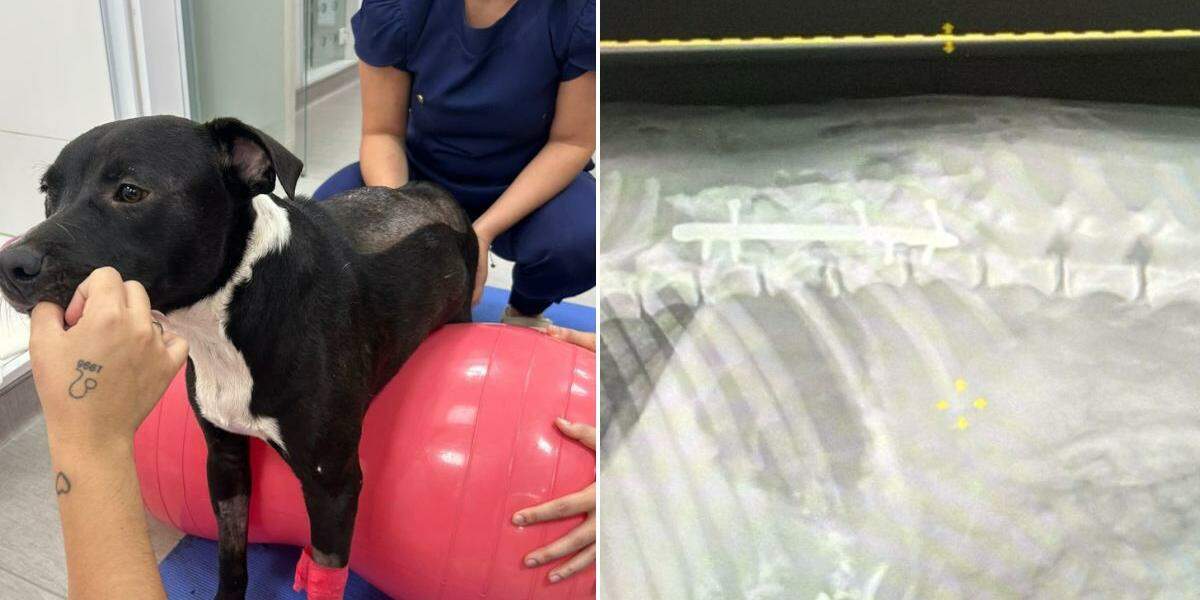 Animal precisou passar por cirurgia de emergência