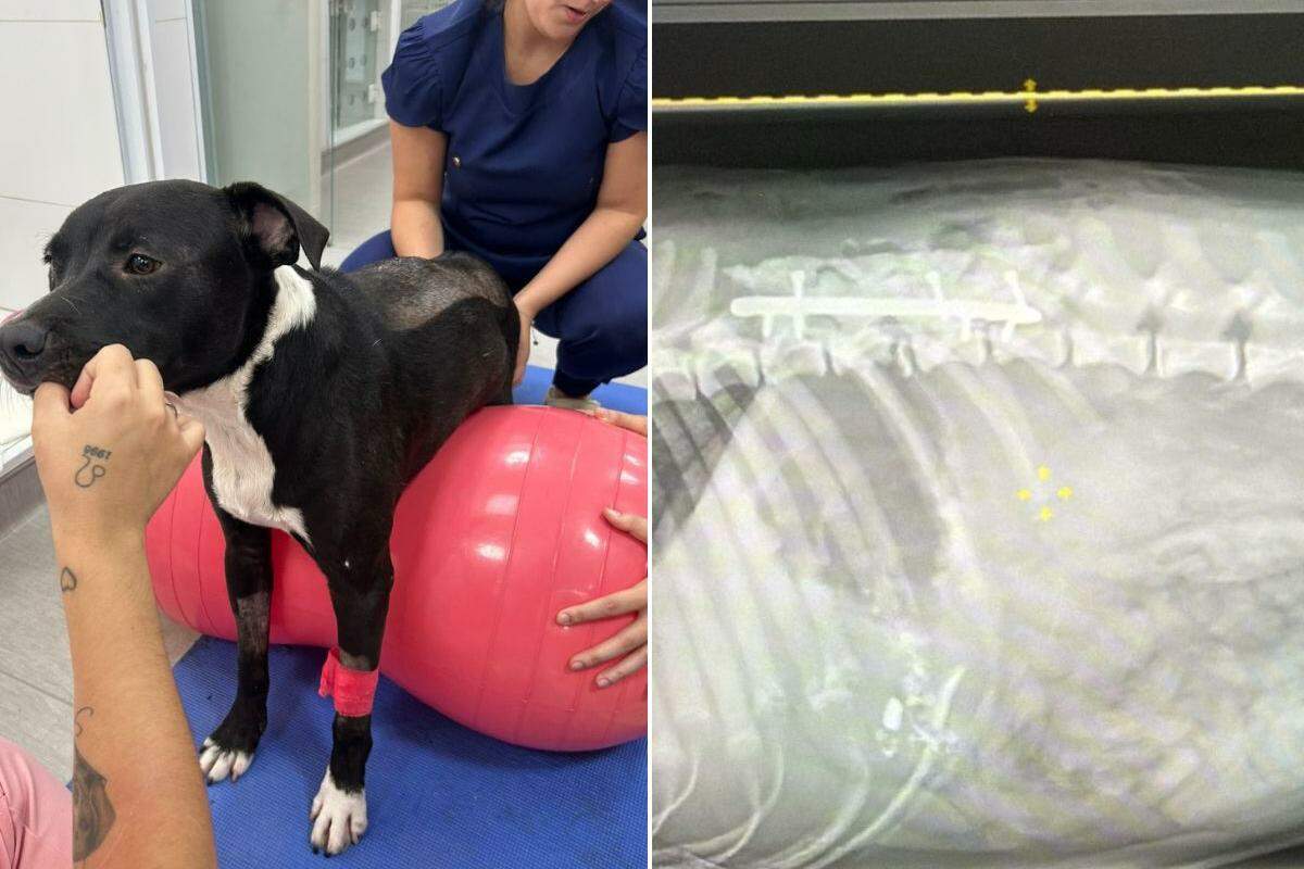 Animal precisou passar por cirurgia de emergência