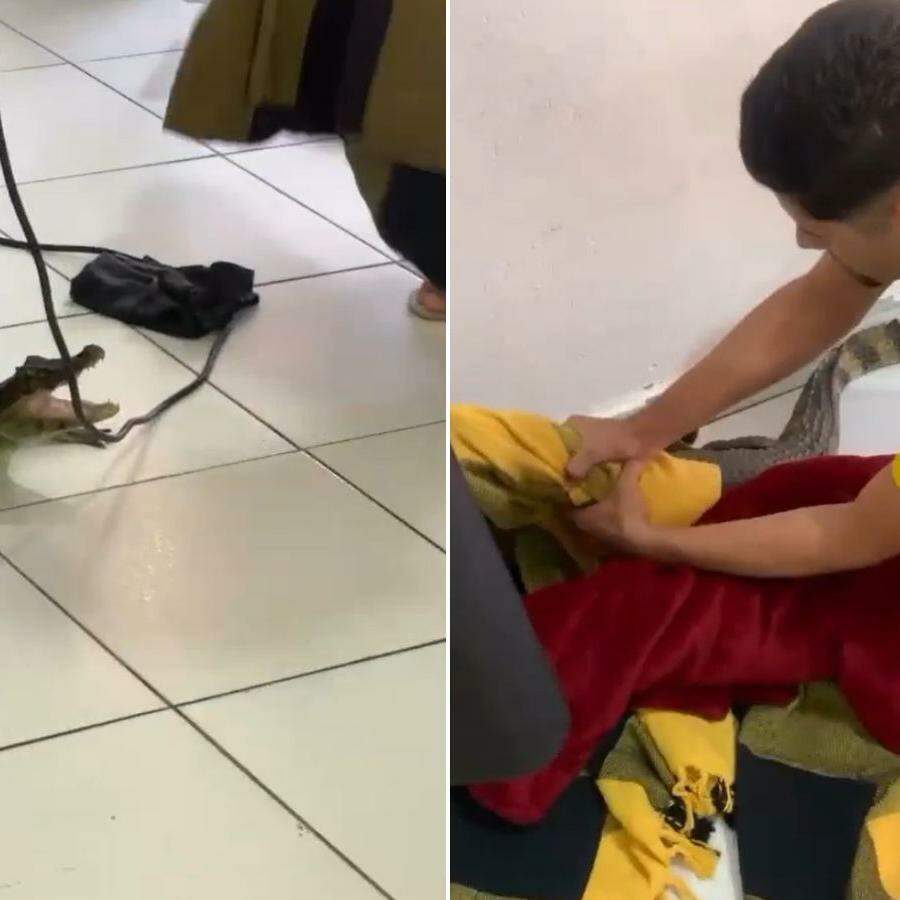 Animal foi removido por um morador
