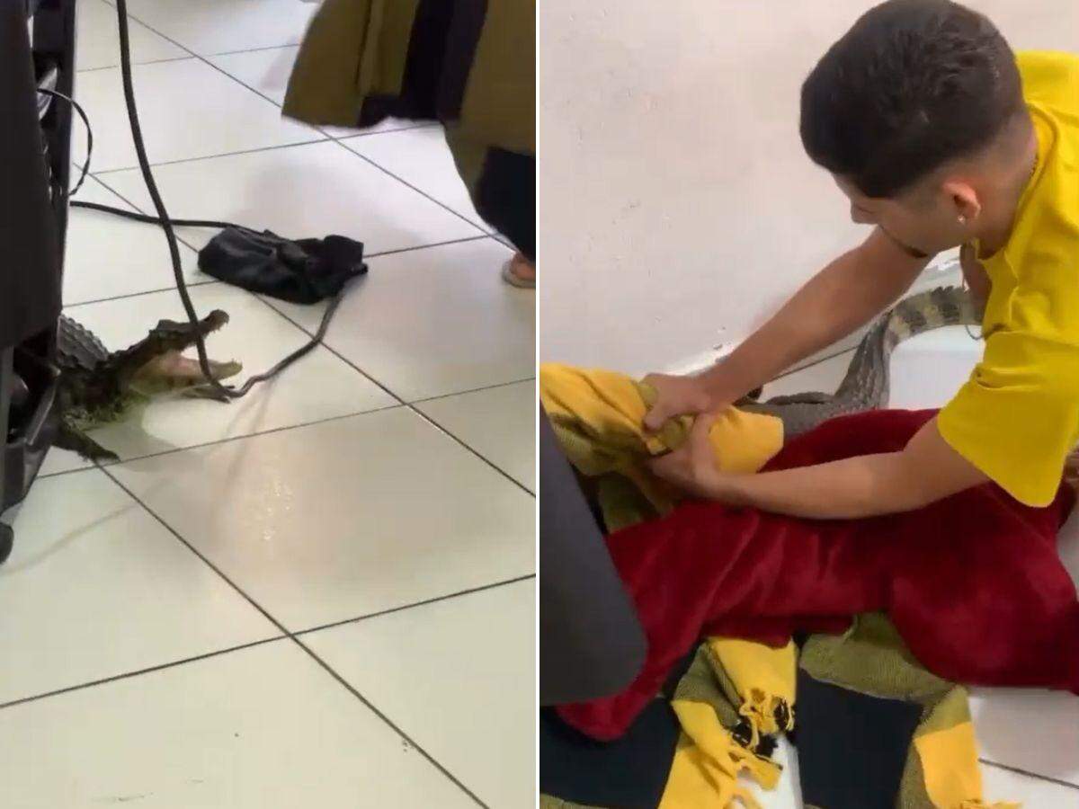 Animal foi removido por um morador