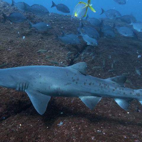 A pesquisa, realizada no Refúgio de Vida Silvestre do Arquipélago de Alcatrazes identificou a ocorrência de atividade reprodutiva da espécie dentro da área protegida, algo que até então não havia sido registrado
