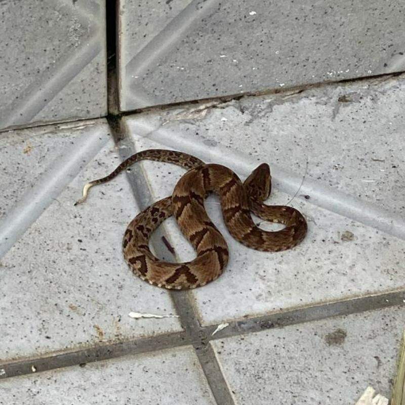 A cobra jararaca foi encontrada no quintal da casa