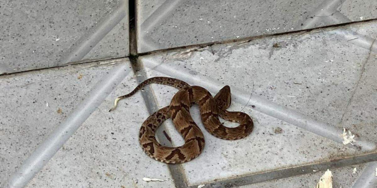 A cobra jararaca foi encontrada no quintal da casa