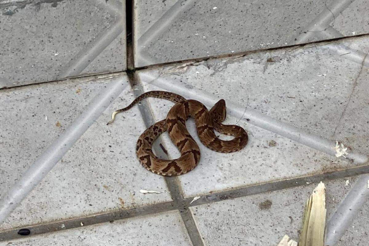A cobra jararaca foi encontrada no quintal da casa