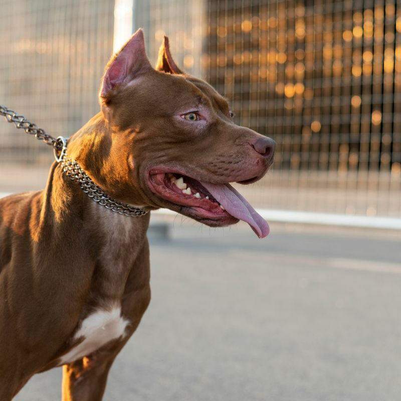 O pit bull foi contido temporariamente em um canil pelos próprios moradores