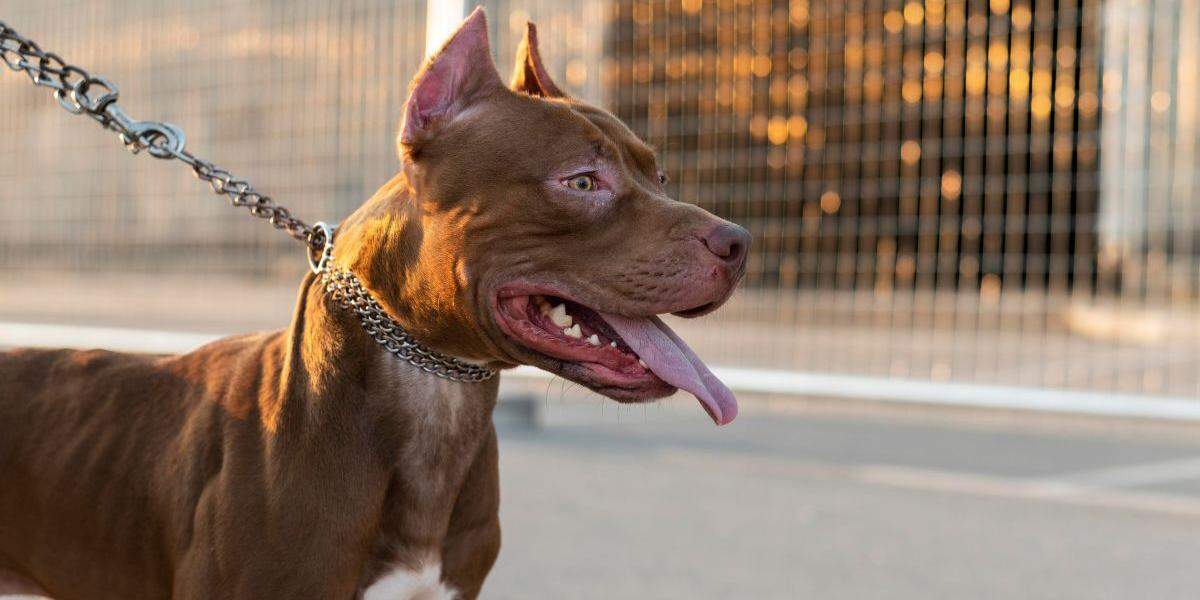 O pit bull foi contido temporariamente em um canil pelos próprios moradores