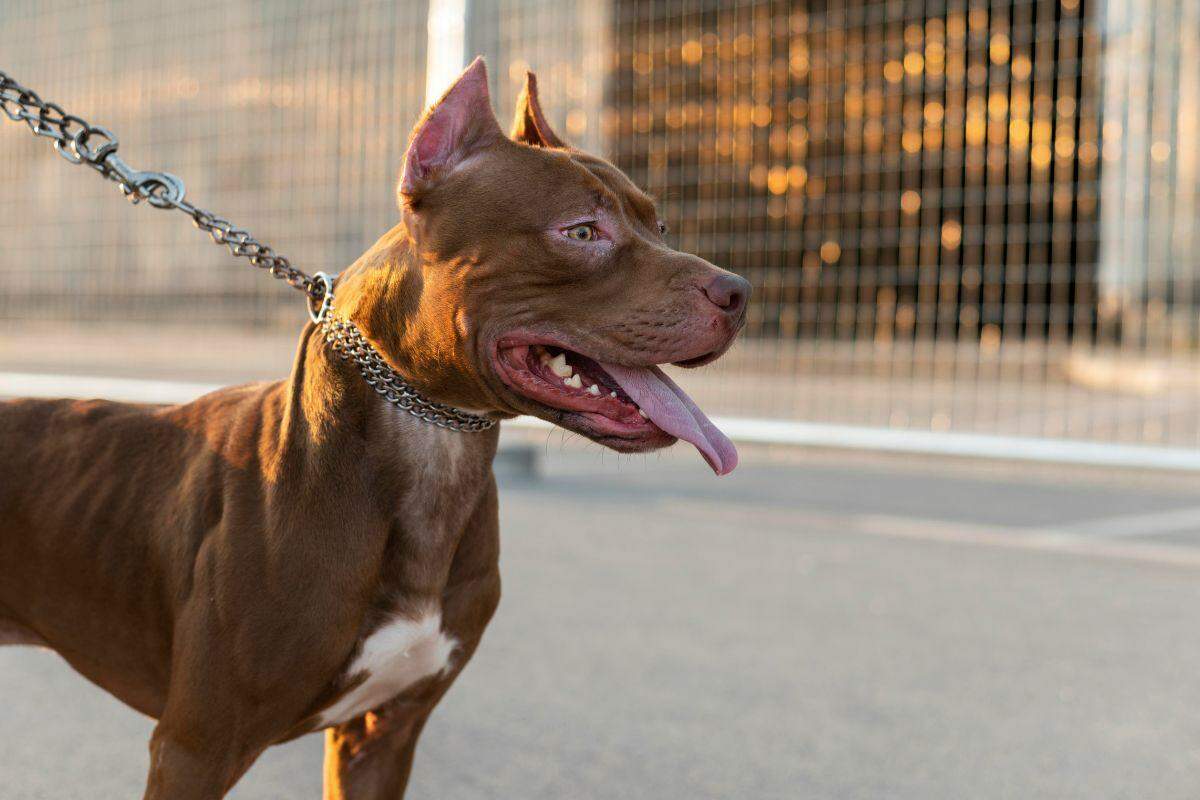 O pit bull foi contido temporariamente em um canil pelos próprios moradores