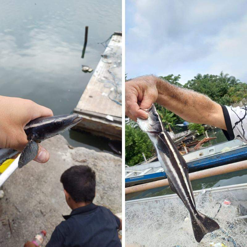 A espécie de peixe, pescada em São Vicente, é considerada rara no litoral de São Paulo