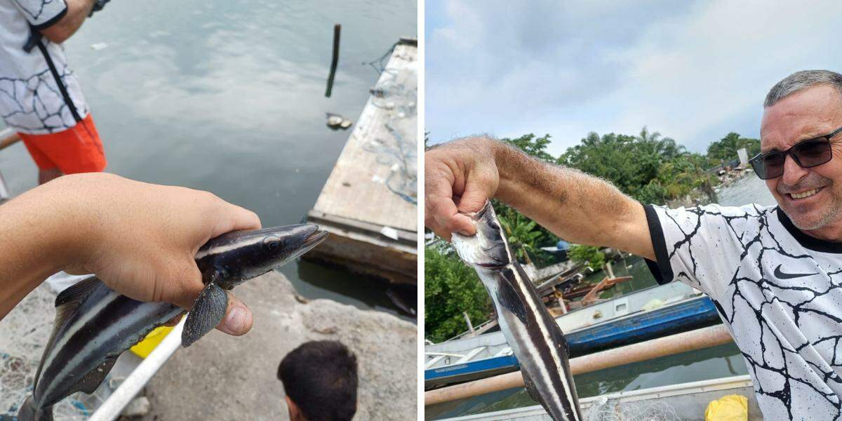 A espécie de peixe, pescada em São Vicente, é considerada rara no litoral de São Paulo