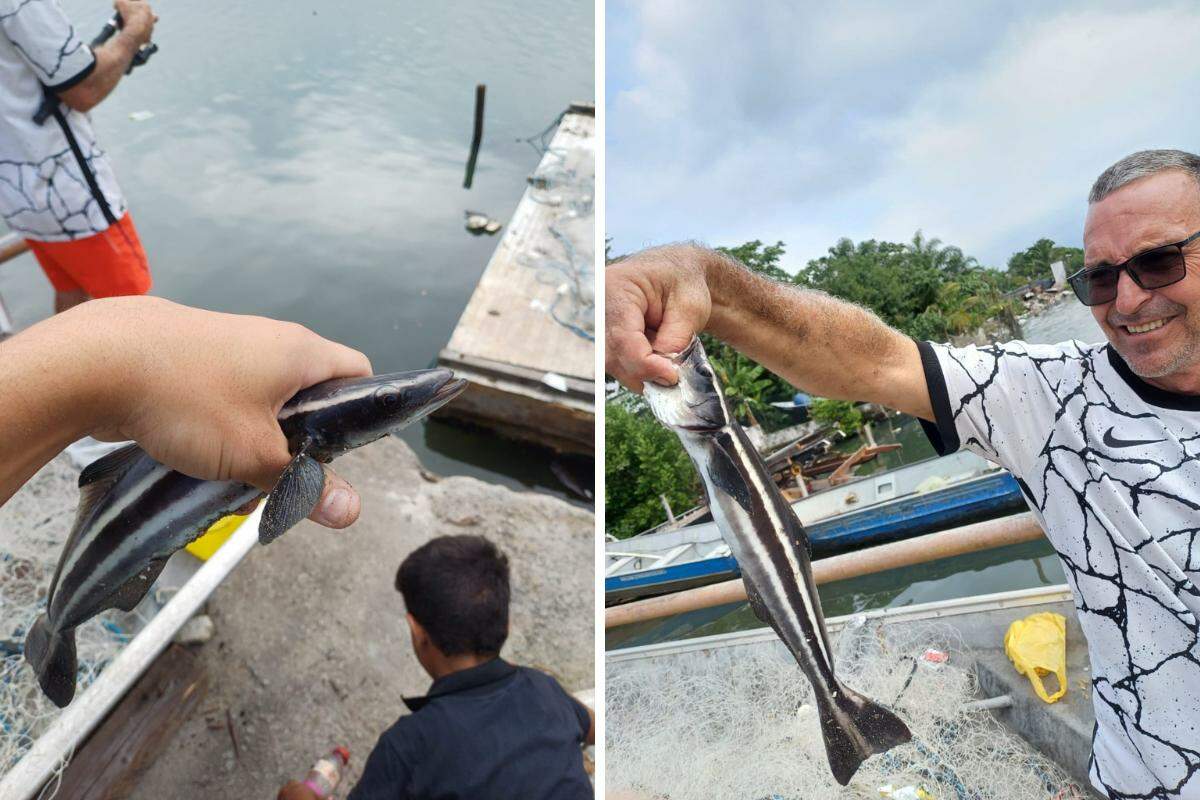A espécie de peixe, pescada em São Vicente, é considerada rara no litoral de São Paulo